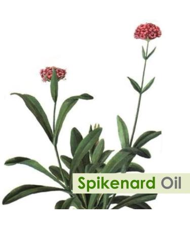 Crysalis Oil - 1.01 Fl Oz (30ml) (1.014 Fl Oz Spikenard) Spikenard 1.01 Fl Oz (Pack of 1) - Buy Online on GoSupps.com