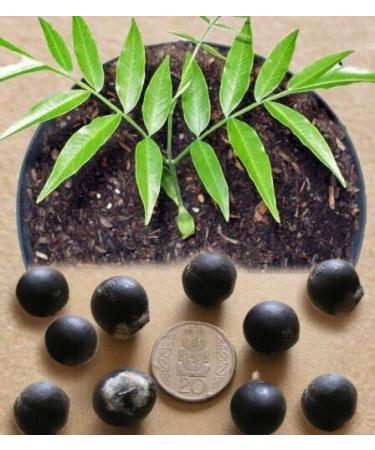 5 Soapberry Tree Seeds Sapindus Mukorossi