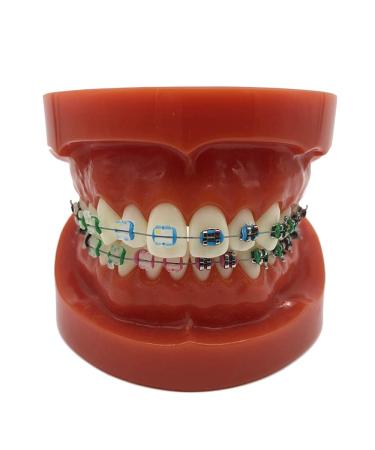 ERNZI Typodont Teeth Model Dental TypoDont Orthodontic Demonstration Model Dental Teeth For Science Teaching