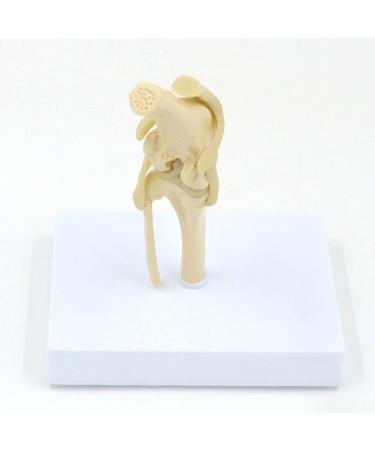 Natural Knee -Size Knee Articulation Model for Pets Veterinarily Model Knee Articulation Model Show Ligamenti Knee Model Knee - Buy Online on GoSupps.com