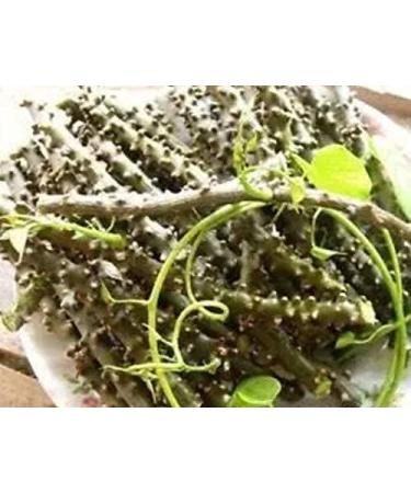 Fresh Giloy Sticks (7-Inch 15 pcs) Natural Immunity Booster - Buy Online on GoSupps.com