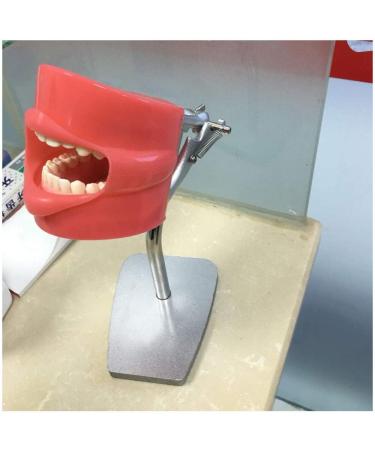 DYTAH Teeth Model - Dental Stomatology Training Head for Oral Hygiene | Healthcare Dentist Mold - Buy Online on GoSupps.com