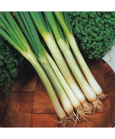 Fresh Thai Spring Onion 1KG | Spring onion | 100% Fresh | Control Hair Fall| Boosts Immune System | Healthy| Indian Origin | Next Day Shipping By Seelans - Buy Online on GoSupps.com
