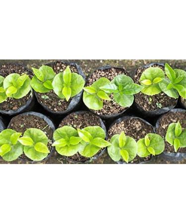 Ethiopian Yirgacheffe Single Origin Micro Lot - Buy Online on GoSupps.com