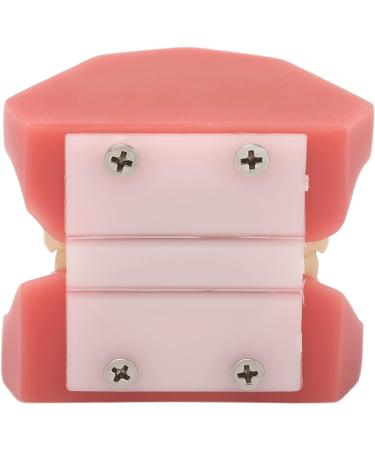 Orthodontic Bracket Model - Educational Demonstration with Metal Wires for Clear Orthodontic Process Representation | International Shipping - Buy Online on GoSupps.com