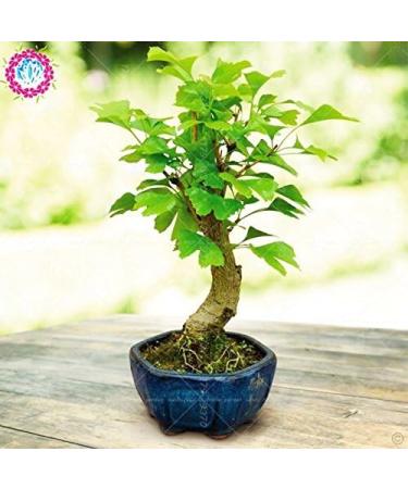 Organic Heirloom 5 PcsBag Ginkgo Biloba Gingko Maidenhair Tree Seeds Nuts Bonsai Grown from Pot Seed for Home Garden 4 - Buy Online on GoSupps.com