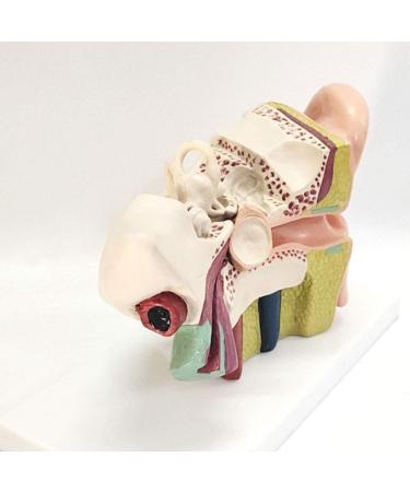 The Size Ear Model 5X Ear Anatomical Model for Inner Ear aids for Teaching Medical and Study of Education - Buy Online on GoSupps.com