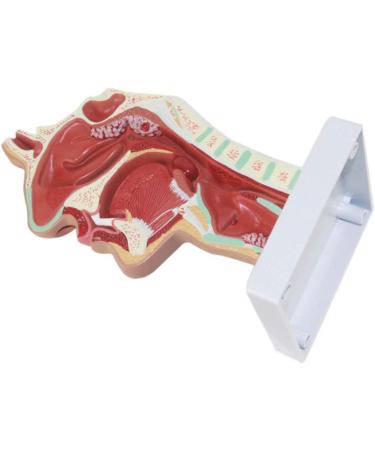 Nasal Pathology Model Human Nasopharyngeal Throat Disease Model Esophagus and Respiratory Tract Demonstration Section - Buy Online on GoSupps.com