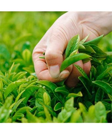 200g Th Yunnan Dian Hong Th Noir Th Rouge Th Nouveau Th De Printemps Th Sain Aliments Verts - Buy Online on GoSupps.com
