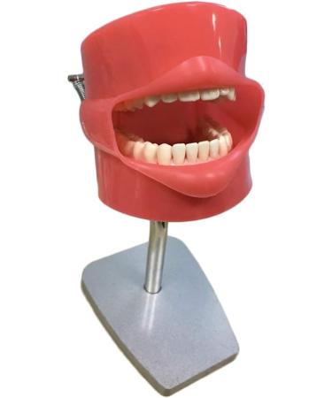 DYTAH Teeth Model - Dental Stomatology Training Head for Oral Hygiene | Healthcare Dentist Mold - Buy Online on GoSupps.com