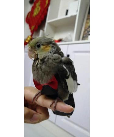 Buy Kuso Reusable Washable Diapers for Parrots | Kimono Bird Clothing for Budgies Cockatoos African Greys & More (XL Black) - Buy Online on GoSupps.com