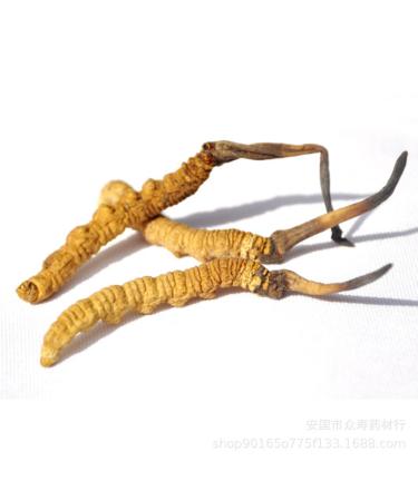 3 Grams Wild Himalayan Cordyceps Sinensis Chinese Caterpillar Fungus Dong Chong Xia Cao Cordyceps Sinensis Wild Cordyceps.