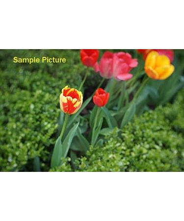 Fotasy N3517 35MM F1.7 TV Movie Lens Kit + Adapter for Sony NEX E-Mount Cameras - Buy Online on GoSupps.com
