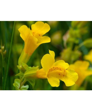 Mimulus No. 20 Princeps Original Bach Flower Drops - Natural Anxiety Relief | International Shipping Available - Buy Online on GoSupps.com