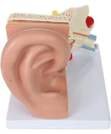 Human Ear Model 5 Times Natural Size Pattern with 3 Parts Illustrating Ear Main Ear Beings Ear Cleaner Internal Ear - Buy Online on GoSupps.com