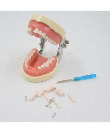 Buy WUURAA 32 Typodont - Removable Demonstration Teeth for Dental Education | International Shipping Available - Buy Online on GoSupps.com
