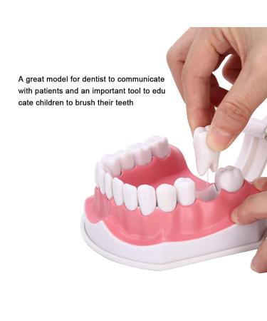 Realistic Tooth Model with Gum Pattern & Teaching Toothbrush - Perfect for Dental Education - Buy Online on GoSupps.com