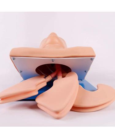 Buy Adult Electronic Tracheal Intubation Manikin | Best Training Simulator for Airway Management | International Shipping Available - Buy Online on GoSupps.com