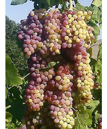 Organic Jumbo Flame Raisins Seedless - No Added Sugar, Non GMO, Vegan, Pesticide Free, Unsulfured - 3LB Bulk Pack by Baltoro Foods - Buy Online on GoSupps.com