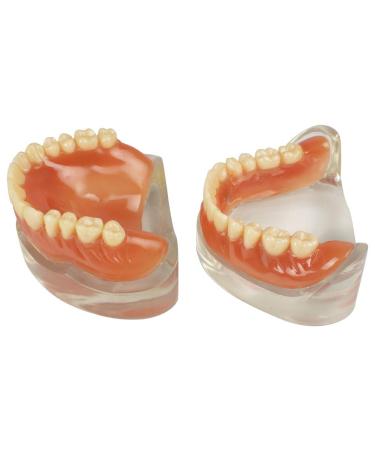 Buy Teach Study Adult Standard Typodont Teeth Model - Ideal for Dental Education & Demonstration | Fast International Shipping - Buy Online on GoSupps.com