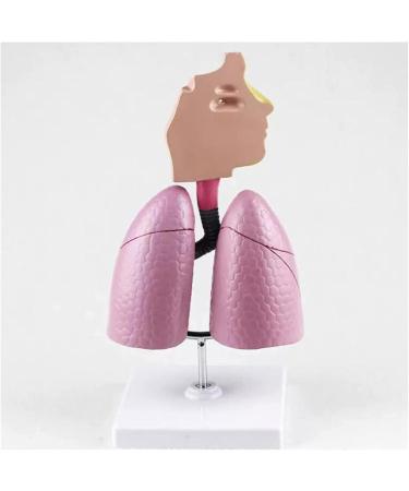 Mouth Nose Throat Pharynx Education Human Body ENT Model Study Model Pathology Nose Throat Model Enlarge The ical Model A+c - Buy Online on GoSupps.com