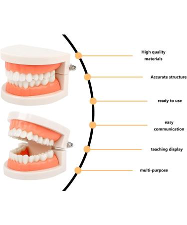 KAPSING Denture Model - Standard Dentist Toy for Teaching Kids How to Brush Teeth | Educational Tooth Model - Buy Online on GoSupps.com