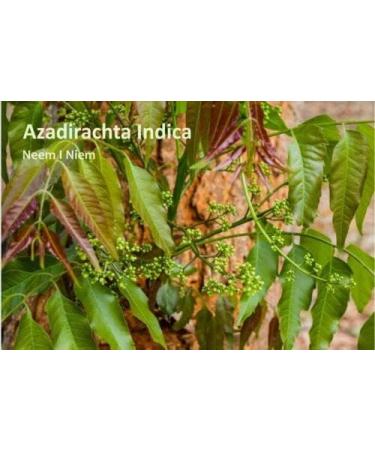 Sorion Cream 50G - Natural Eczema Psoriasis Treatment - Skin Care with Coconut Oil Neem Turmeric Gentle Moisturiser for Itch Relief Formula with Vitamin C Vitamin A Vitamin E to Renew Beauty - Buy Online on GoSupps.com