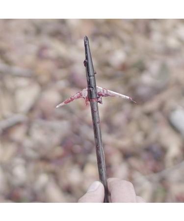 Swhacker SWH00243 150 Grain 2-Blade Broadhead 3-Pack with Practice Head - Black - Buy Online on GoSupps.com