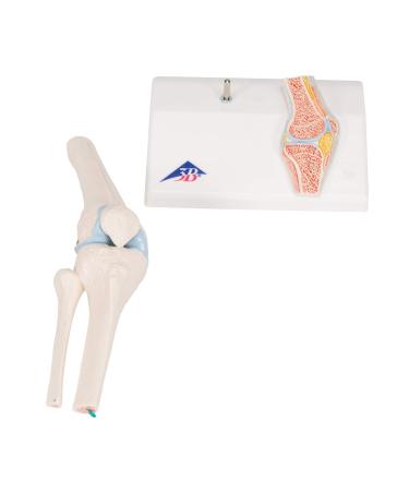 Buy 3B Scientific A85/1 Mini Knee Joint | Cross Section Bone Model | International Shipping | 3B Smart Anatomy - Buy Online on GoSupps.com