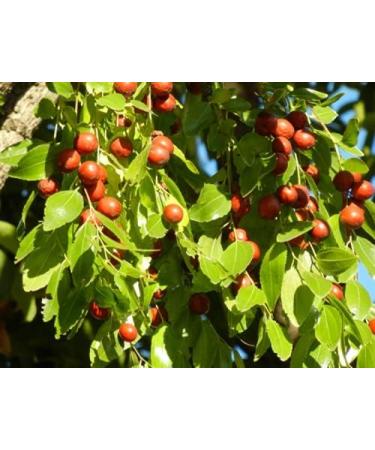 Herbal Cure - ziziphus jujuba dried red dates jujube da zao hong zao 1kg - Natural Vegan Clean Fresh & Delicious Berries - Product of China - Buy Online on GoSupps.com