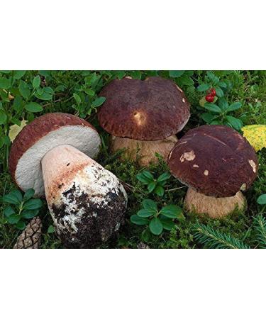 Portal Cool 30 G: Pino Bolete Bianco Fungo Boletus pinophilus Dry Grain micelio 10g o 30G
