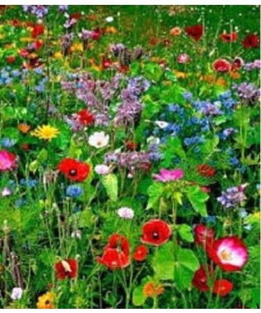 Portal Cool Premium Meadow Mix Wildflower Seeds Bee Butterfly Mix Annuals Perennial 20G - Buy Online on GoSupps.com