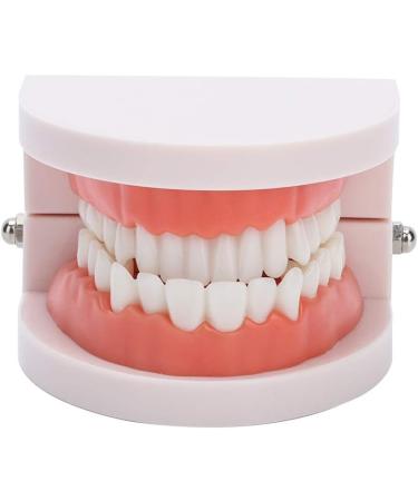 Teeth Model & Denture Gums 28Pcs - Standard Adult Teaching Tool | International Shipping - Buy Online on GoSupps.com