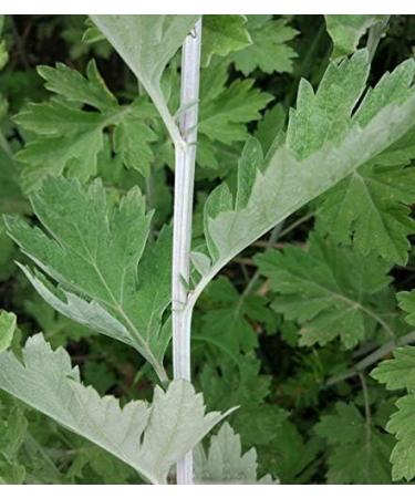 Fujian Fridays Dried Wormwood Leaves Mugwort Herbs Artemisia Argyi 500G 1 bag 500g - Buy Online on GoSupps.com