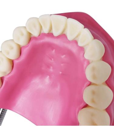 EVOTECH SCIENTIFIC Dental Care Model - Giant Toothbrush 32 Teeth | Ideal Children's Dental Education Tool - Buy Online on GoSupps.com