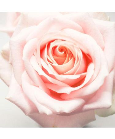 I Am Blessed Blissful Body Oil Blue Lotus and Rose Essential Oils 100ml Aromatherapy - Buy Online on GoSupps.com