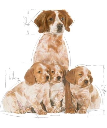 Royal Canin Medium Starter Mother and Babydog 4 kg 4 kg (Pack of 1) - Buy Online on GoSupps.com