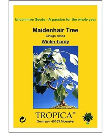 TROPICA - Ginkgo biloba (Ginkgo biloba) - 4 Seeds - Cold-Resistant - Buy Online on GoSupps.com
