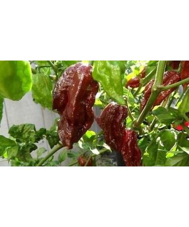 Nero Naga Morich Hot Chocolate Chili Pepper estremo Rare 15 Semi