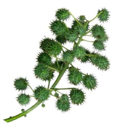 Organic Castor Oil 4 Oz Treatment Pump 100% Pure and Cold-Pressed. Preferred for Hair Growth Nails Eyelashes Moisturizer and as a Natural All Over Skin Care Oil. - Buy Online on GoSupps.com