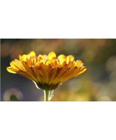 Plantavet Plantahepar 200mg - 200 Tablets for Small Animals | Supports Pancreatic & Liver Metabolism | Quality Supplementary Feed - Buy Online on GoSupps.com