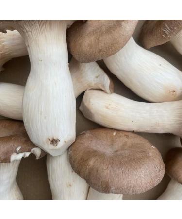 King Oyster/ White Elf Shredded Gourmet Wild Dried Mushrooms (Pleurotus Cystidiosus) 40g The Lincolnshire Mushroom Co. - Buy Online on GoSupps.com