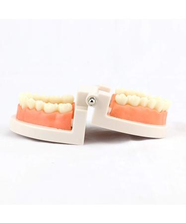 Buy Adult Standard Demonstration Teeth Model - Flesh Pink | Best Educational Tool for Teaching & Study | International Shipping Available - Buy Online on GoSupps.com