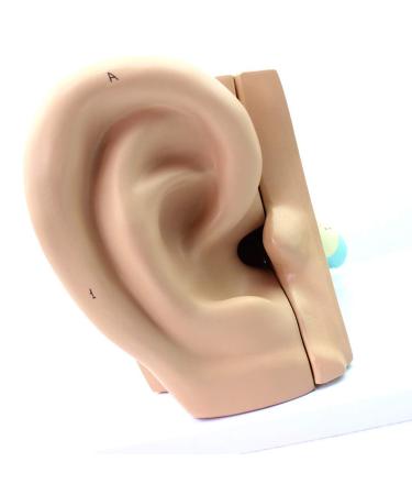 Educational Model Human Ear Model Outer Ear Middle Ear Inner Ear Otolaryngology Ear Structure Model Ear Structure