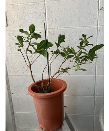 tea tree - Buy Online on GoSupps.com