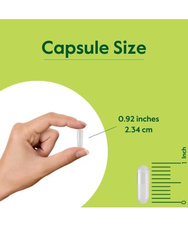 BESTVITE Grape Seed Extract 500mg (120 Vegetarian Capsules) - No Fillers - No Stearates - Vegan - Non GMO - Gluten Free - Standardized to 95% Total Polyphenols - Buy Online on GoSupps.com