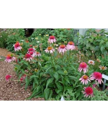 bodi : Echinacea Purpurea 4% Polyphenols Powder | 4oz to 5lb | 100% Pure Natural Hand Crafted (4 oz) 4 Ounce (Pack of 1) - Buy Online on GoSupps.com