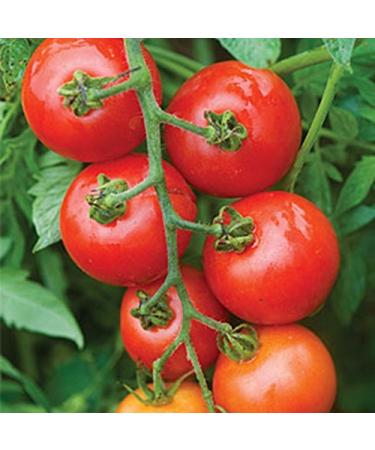 Tomato Mountain Magic F1