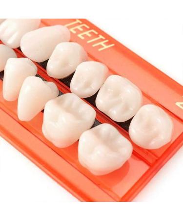 GDZTBS Resin False Teeth - 28pcs Synthetic Fake Teeth Model | Durable Temporary Dentures for International Shipping - Buy Online on GoSupps.com