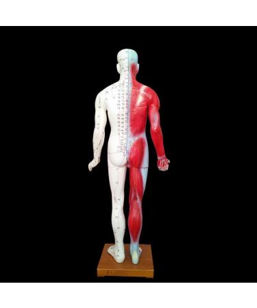 Acupuncture Template - Acupuncture and Male Muscle - 85cm - Half Skin and Half Point Point and Meridians Anatomy - Buy Online on GoSupps.com